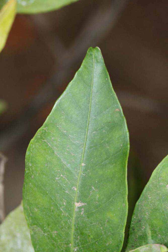              Margin (Riverside, CA)       